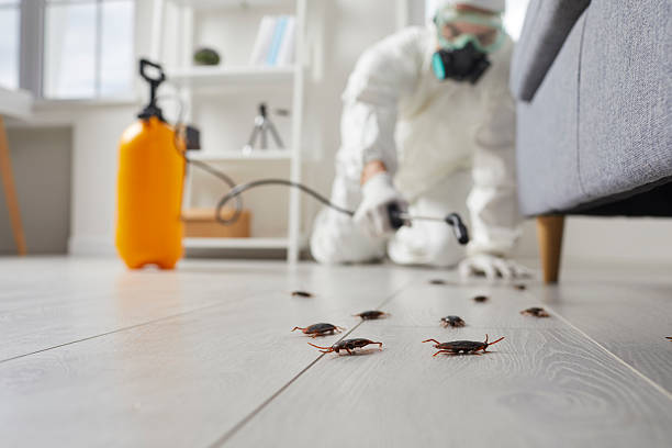 Trusted Termite Control service in Fort Lee, NJ - Nex Pest Control